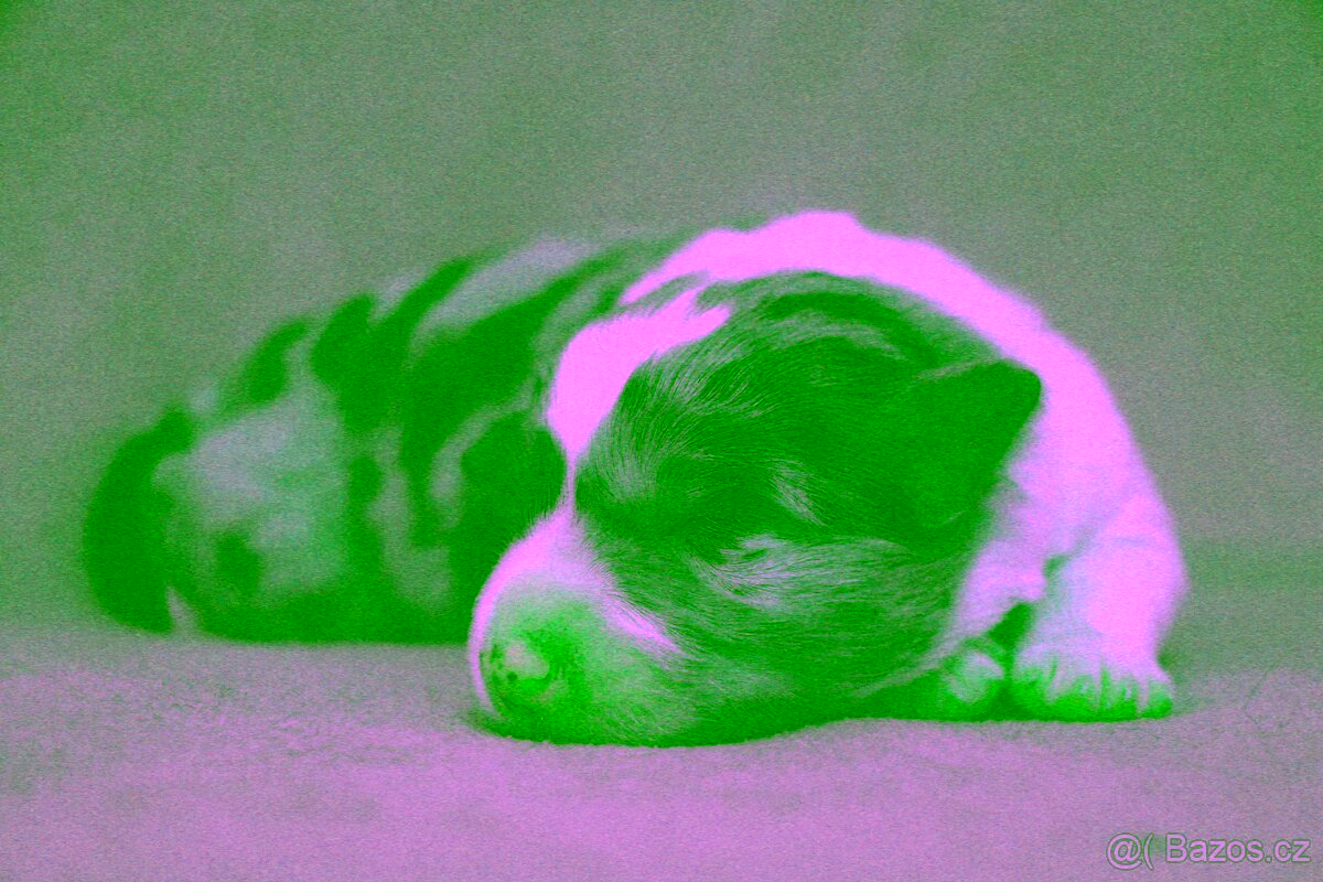 Border Collie s PP / Border Kolie s PP - 2