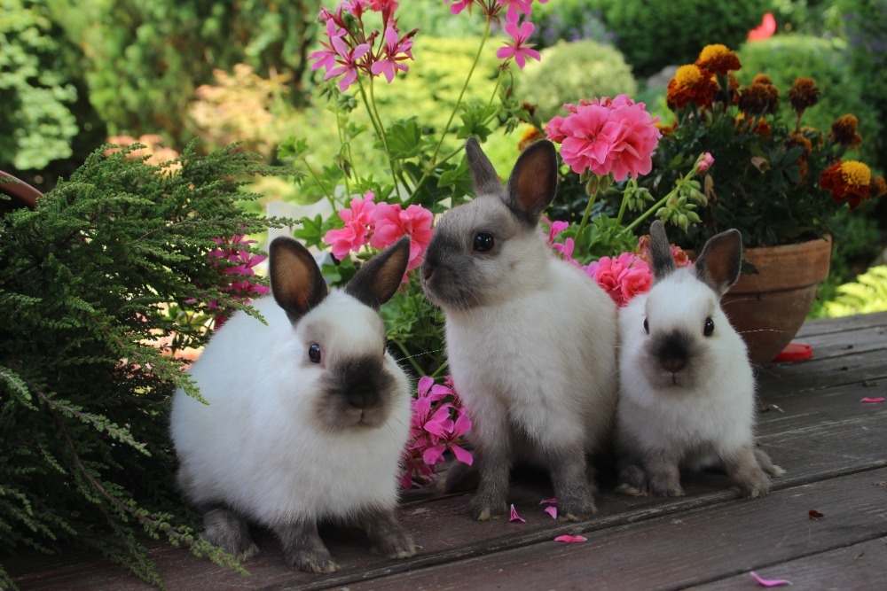 Zakrslý králík siamský žlutý s rodokmenem - 2