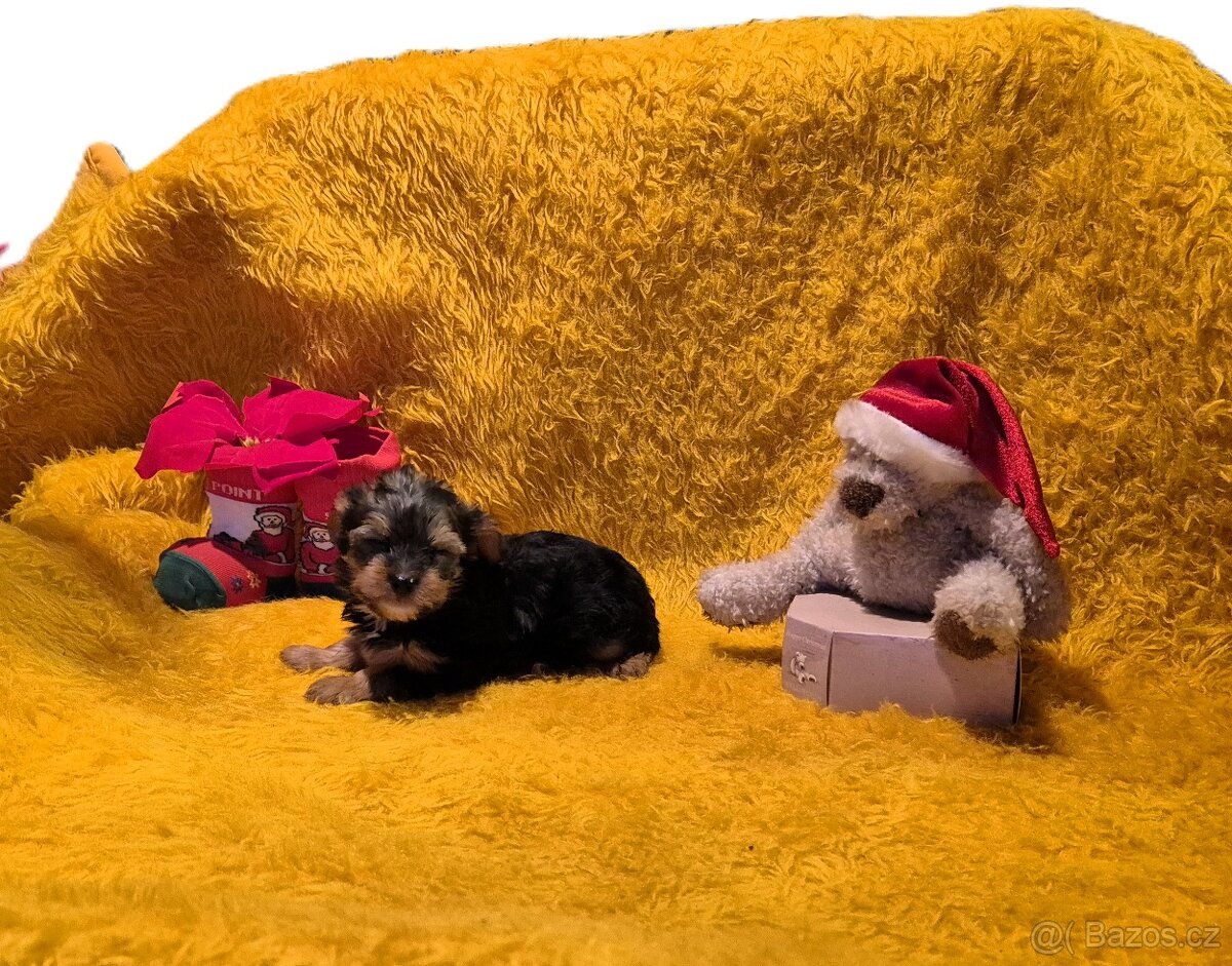 Jorkšírský teriér biewer bez pp - 2