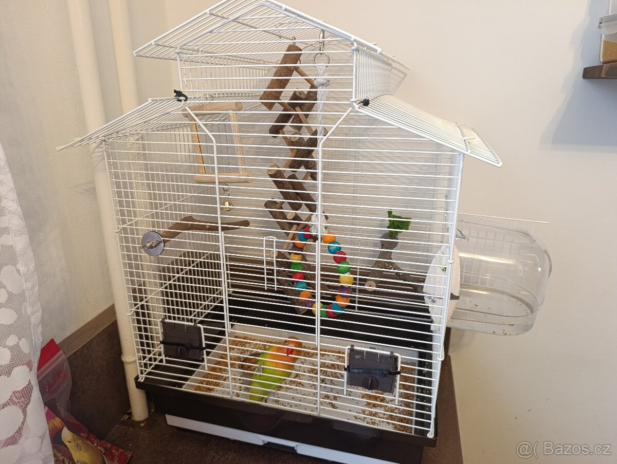 Agapornis-papoušek Fischerův vč.vybavení - 2