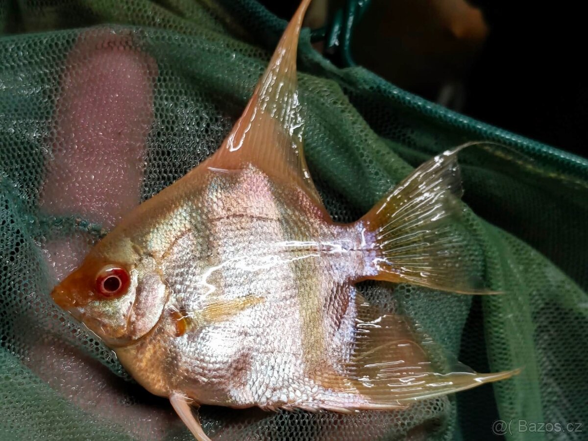 Skalar Albin - original - 2