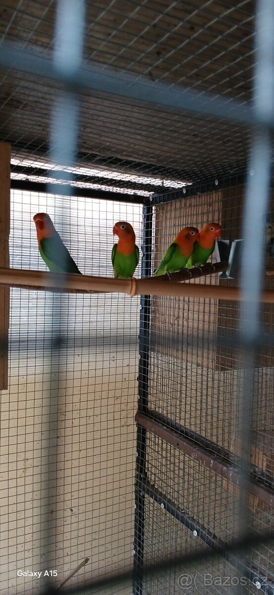 Prodám agapornis fišeruv - 2