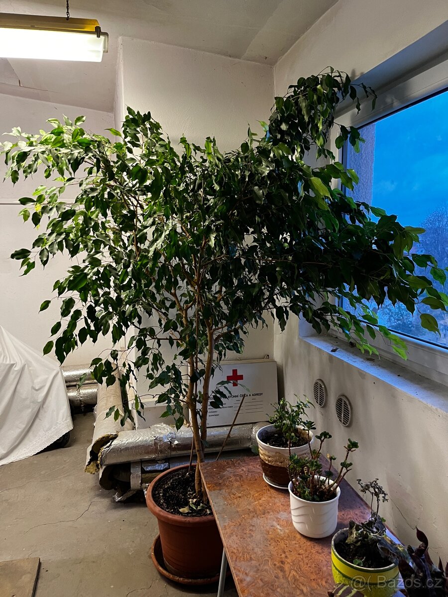Prodam fikus - 2
