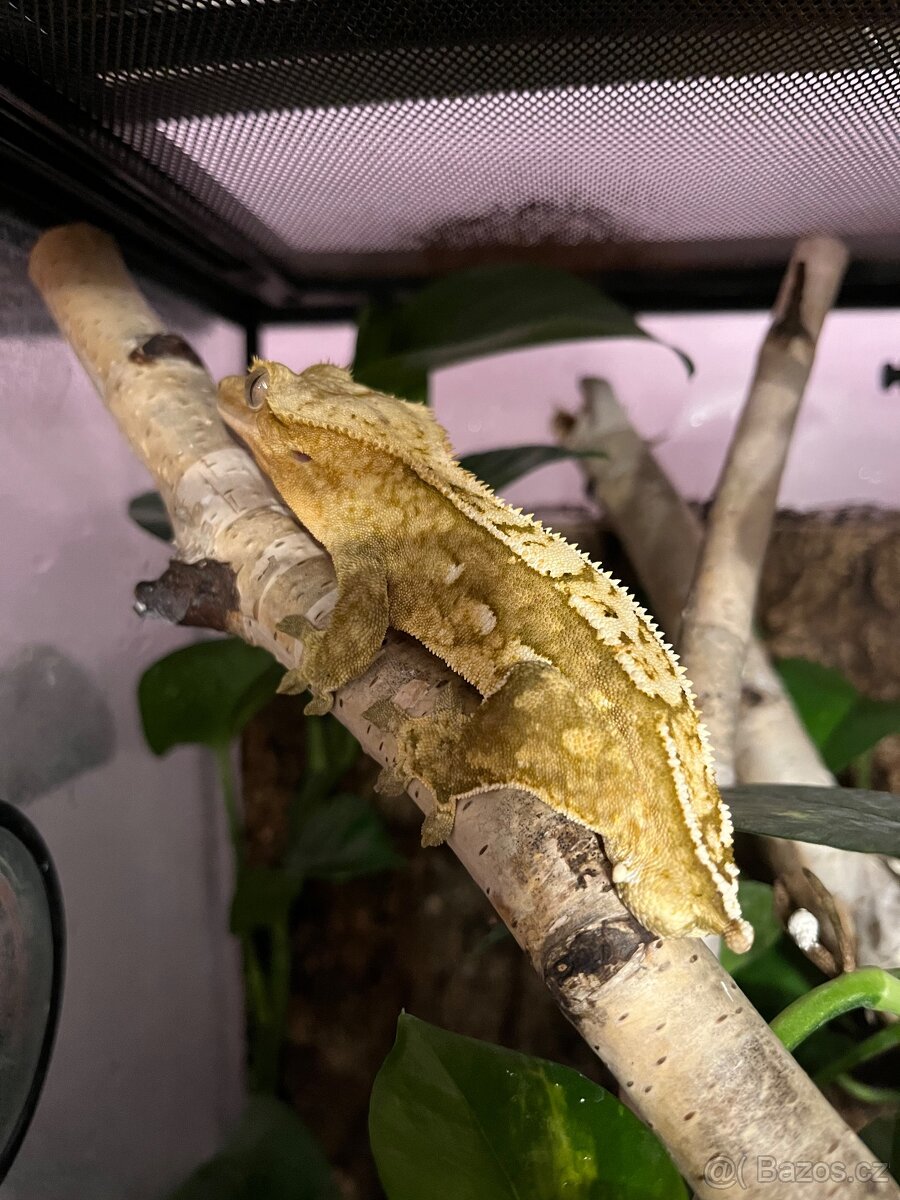 Pagekon řasnatý - 2