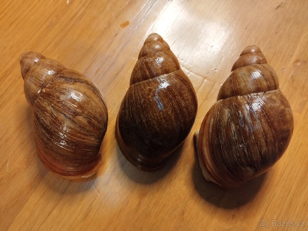 Skupina afrických šneků PUYLAERTI - 2