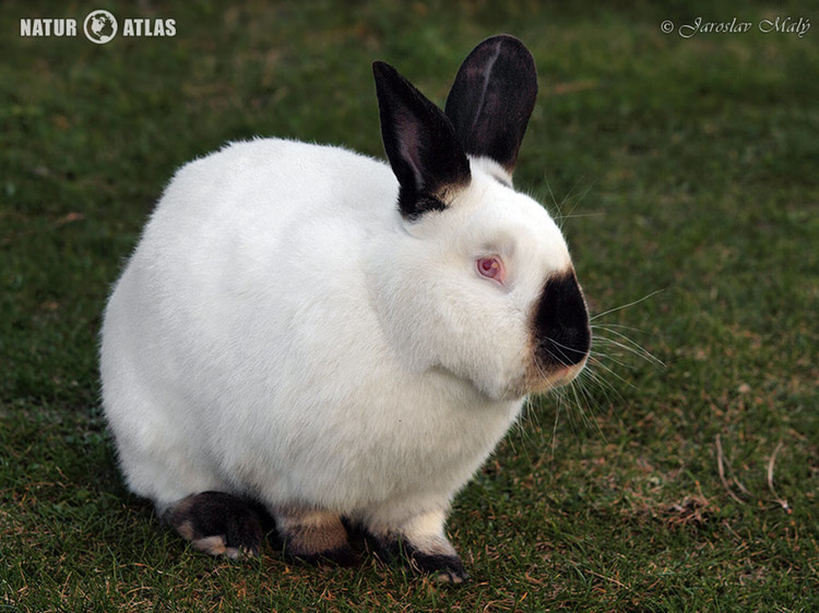 Samice i samce na chov - 2