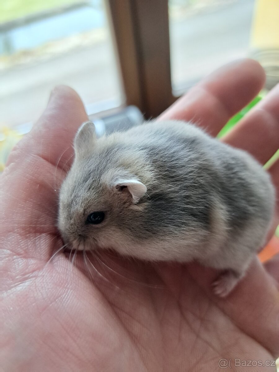 Křeček džungarský - 2