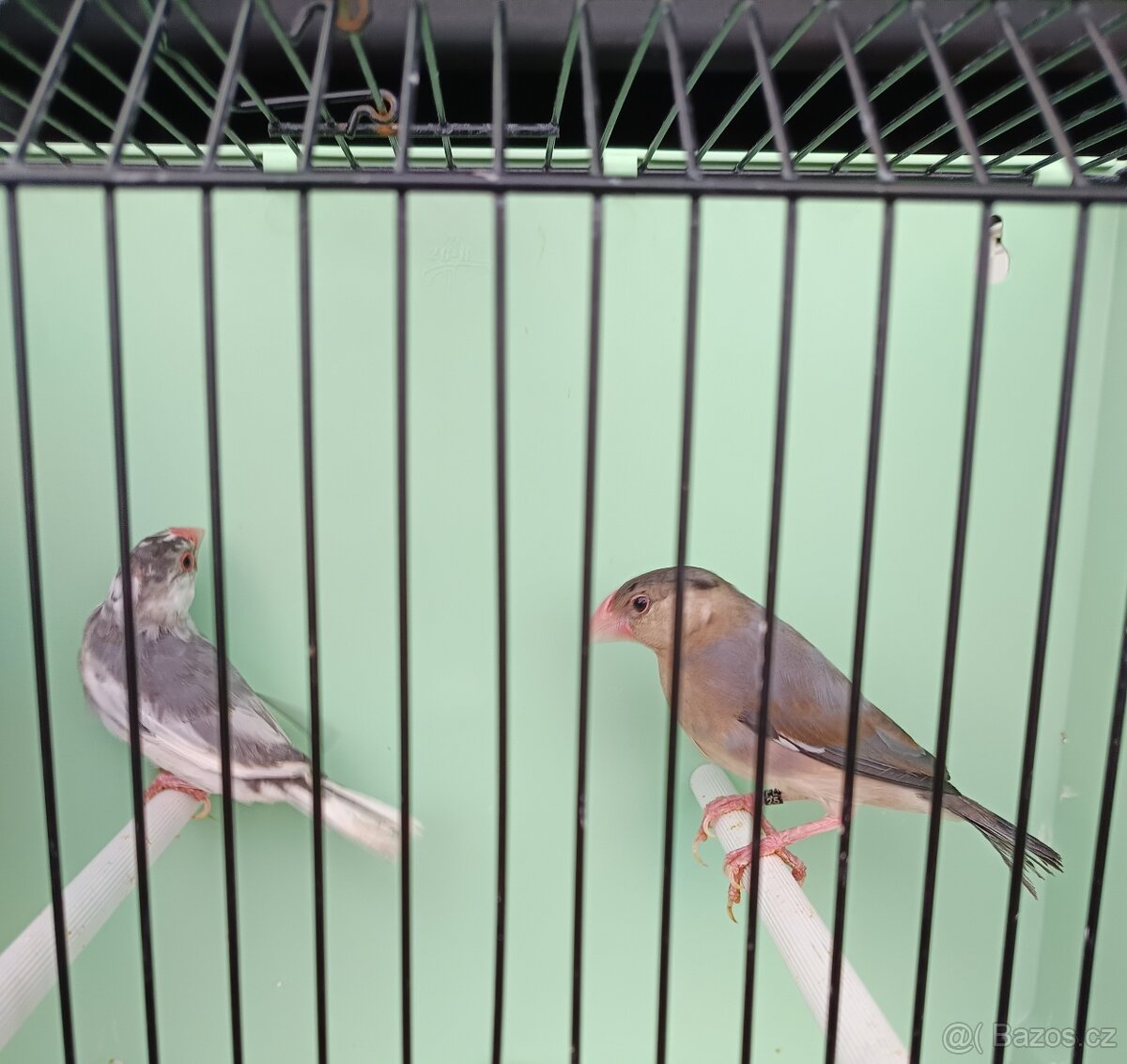 Prodám rýžovníky - 2