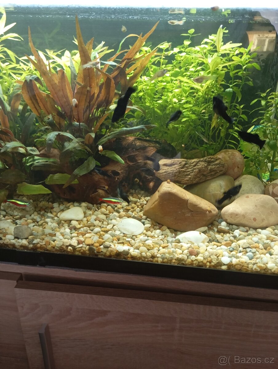 Paví očka,Black mooly - 2