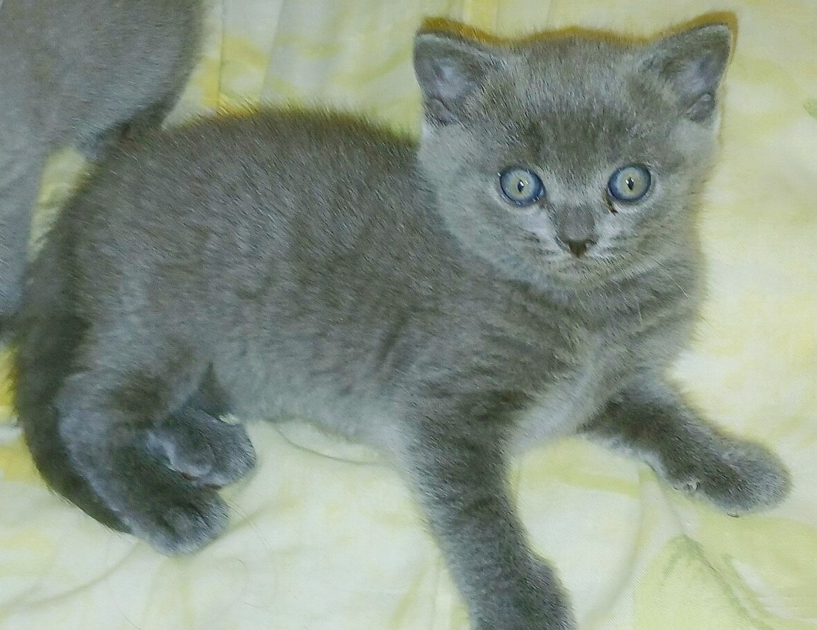 Britská koťata - 2