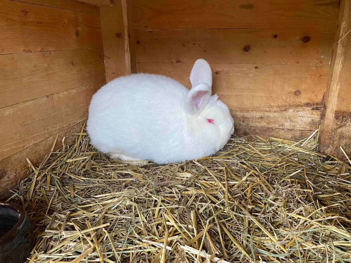 Novozélandský bílý - 2