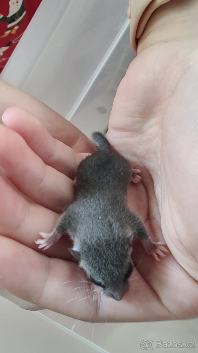 Plšík africký - 2