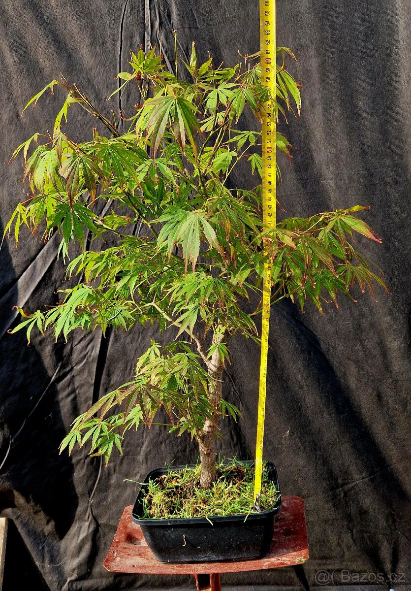 Bonsai, Bonsaj - Acer Palmatum 3 - 2