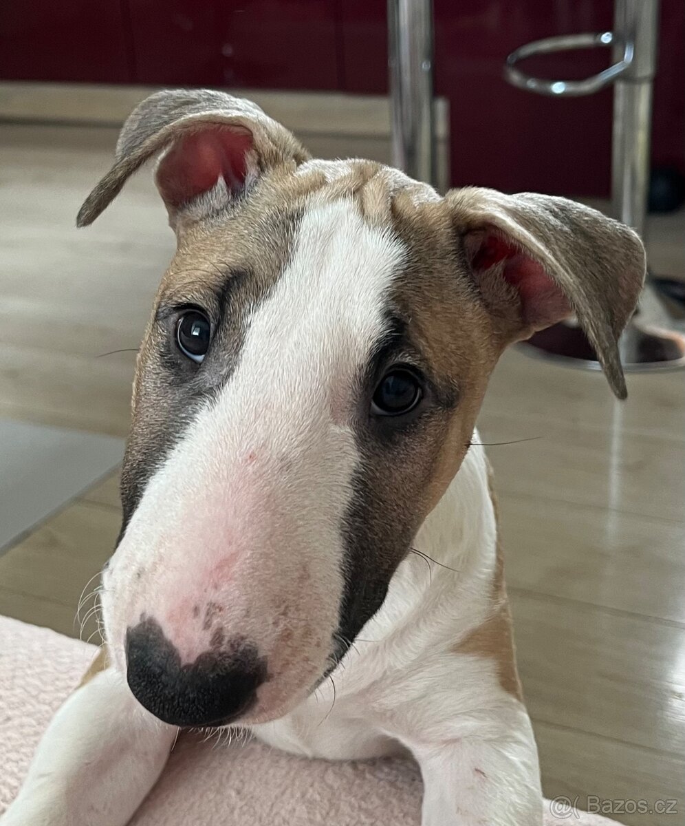 Bullterrier s PP, bullterier, bulterier - 2