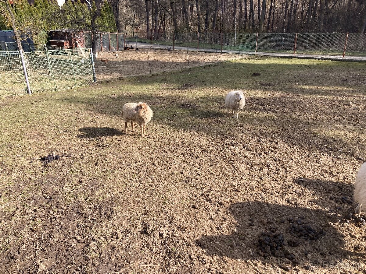 Quessantske ovce - 2