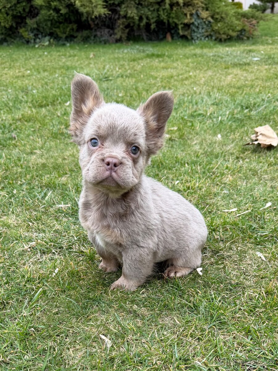 Francouzsky buldoček fluffy psy - 2