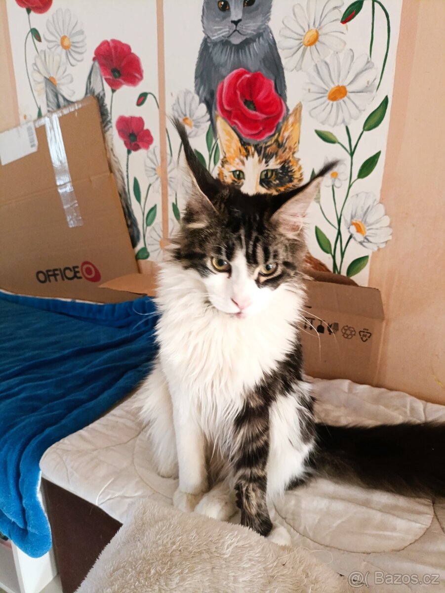 Mainsky mývalí - 2