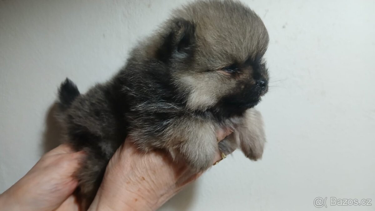 Pomeranian bez PP - pejsci - 2