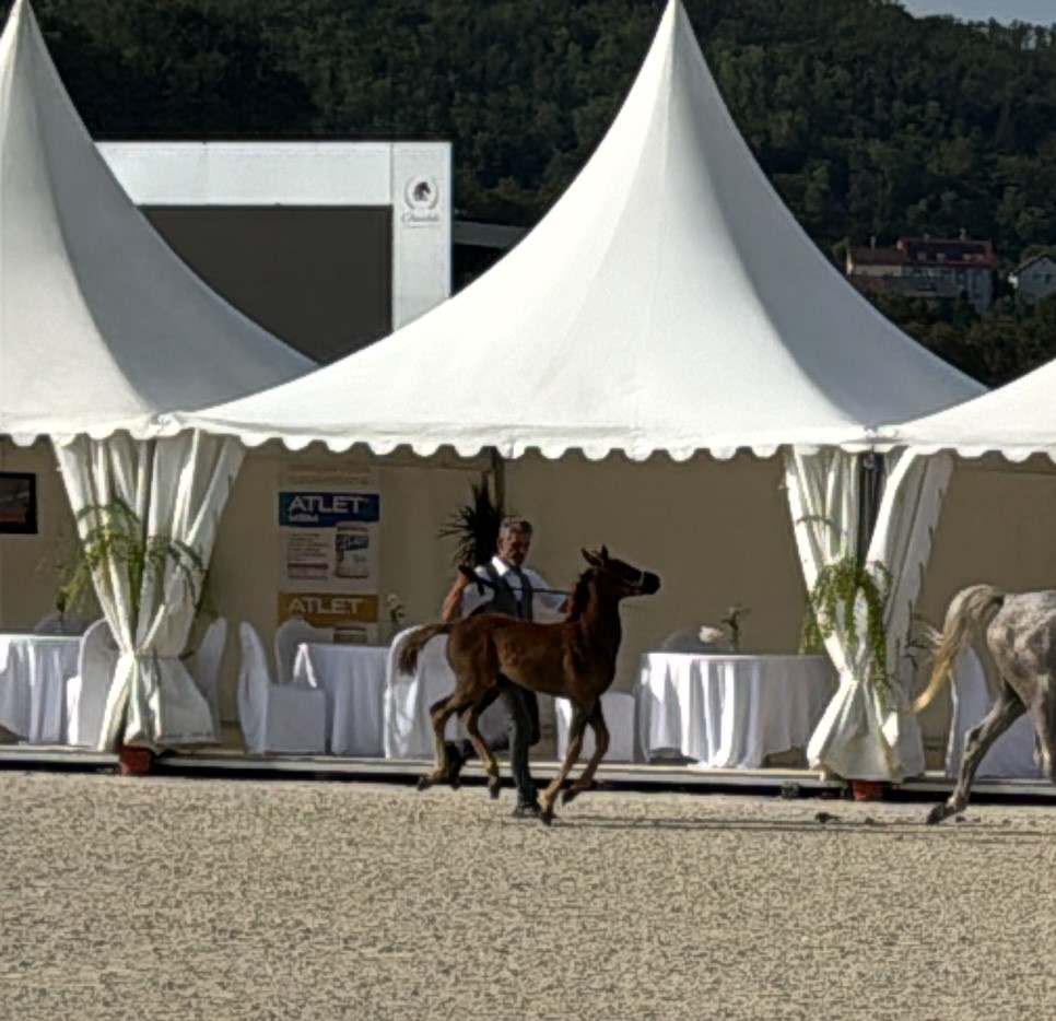 Nabízím arabského hřebečka - 2