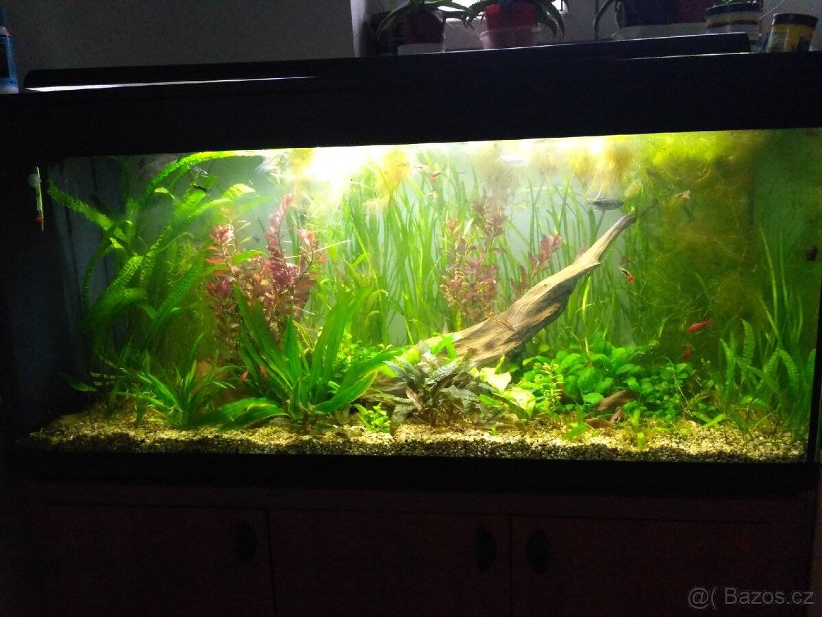 akvarijní rostliny - 2