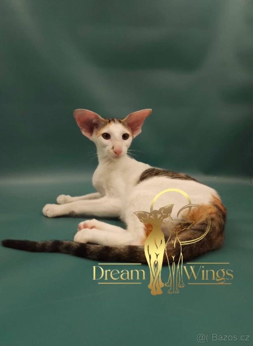 Orientální kočka s PP Happy - 2