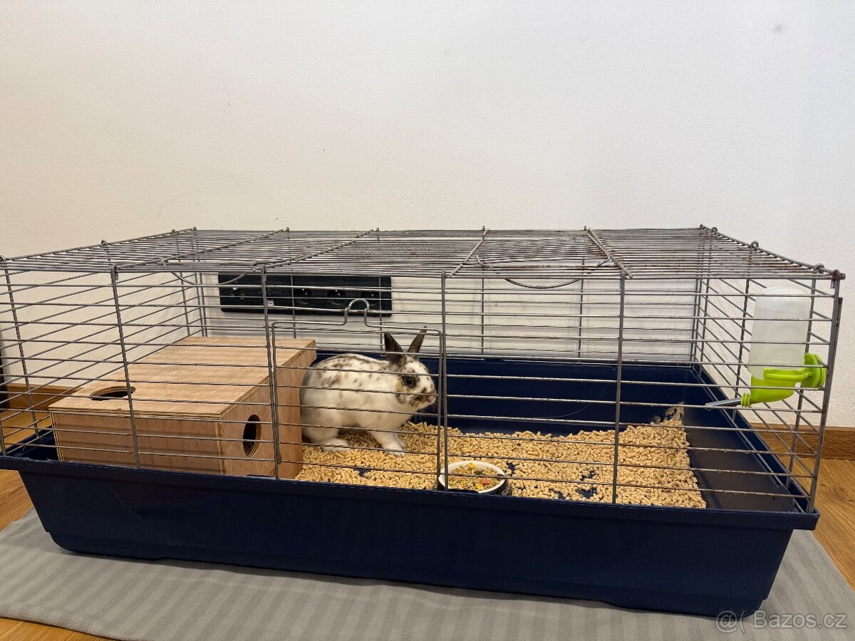 Zakrslý Králíček - 2