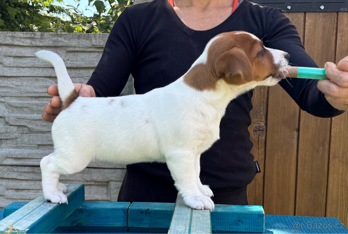 Jack Russell terier - stene- fenka s PP - 2