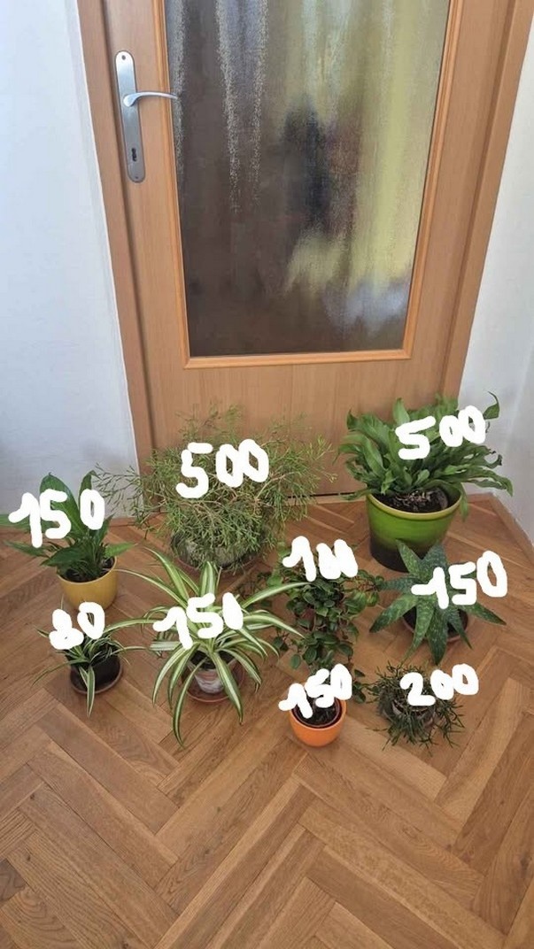 pokojové květiny- Brno sever - 2