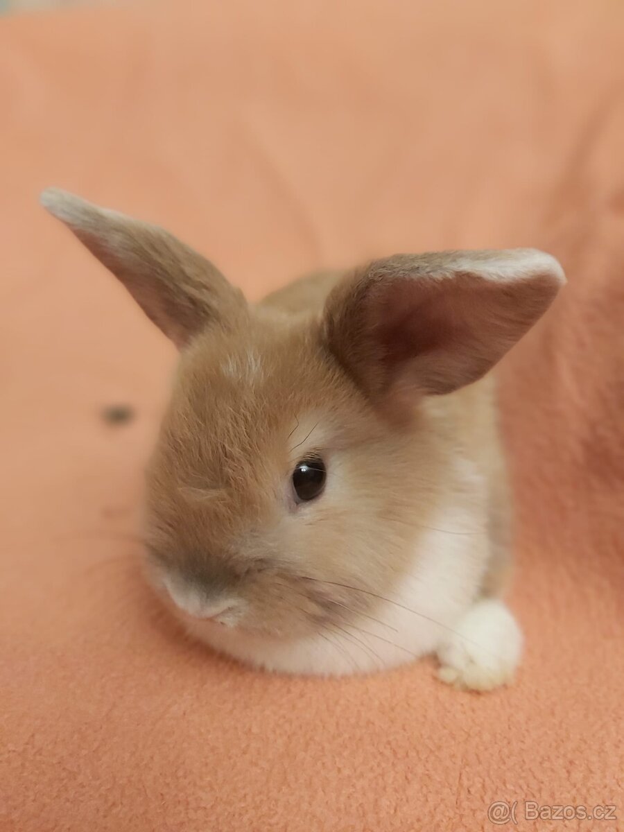 Zakrsly králík Vločka - 2