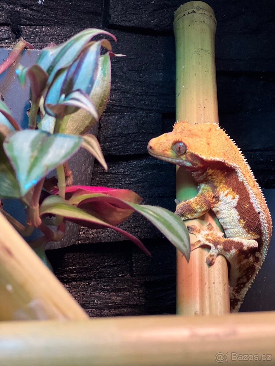 Terarium Reptiplanet 60x45x60 - 2