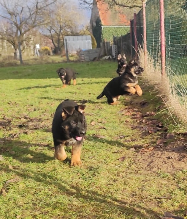 Německý ovčák - štěňata s PP - 2