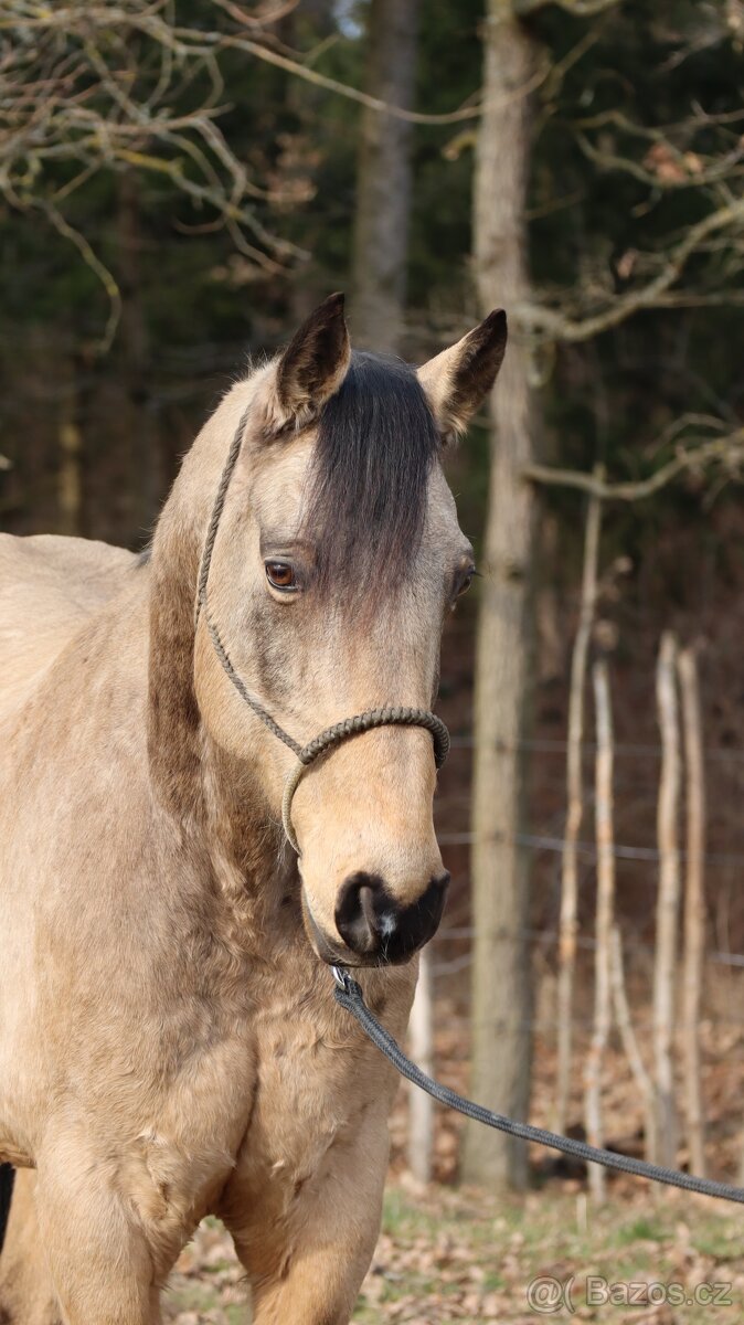 Appaloosa valach - 2