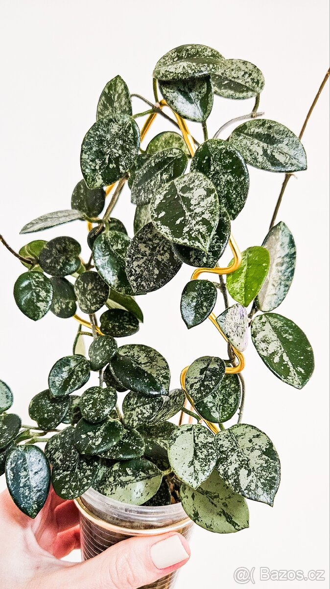 Hoya mathilde silver splash - 2