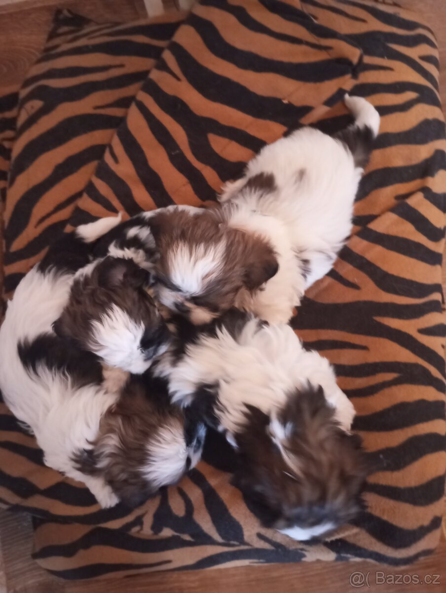 Shih-tzu - 2