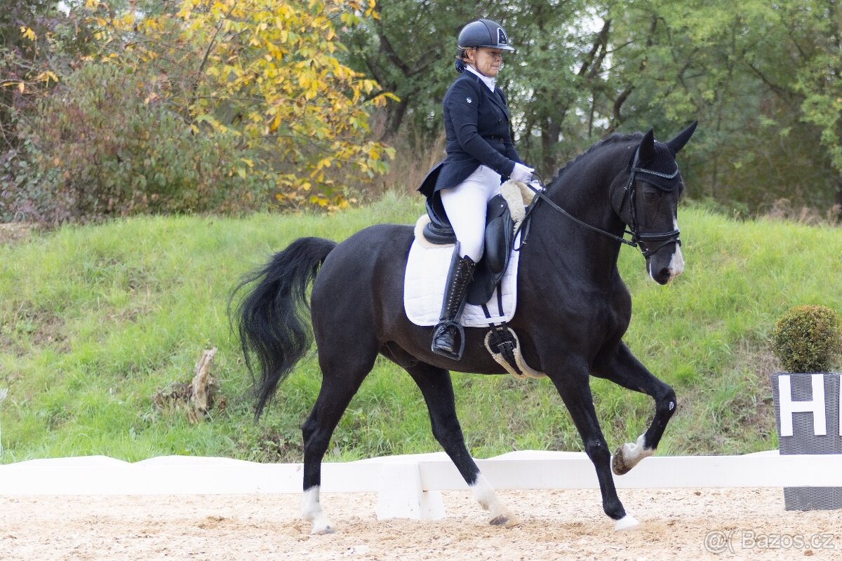 Zatím půlpronajem koně - 2