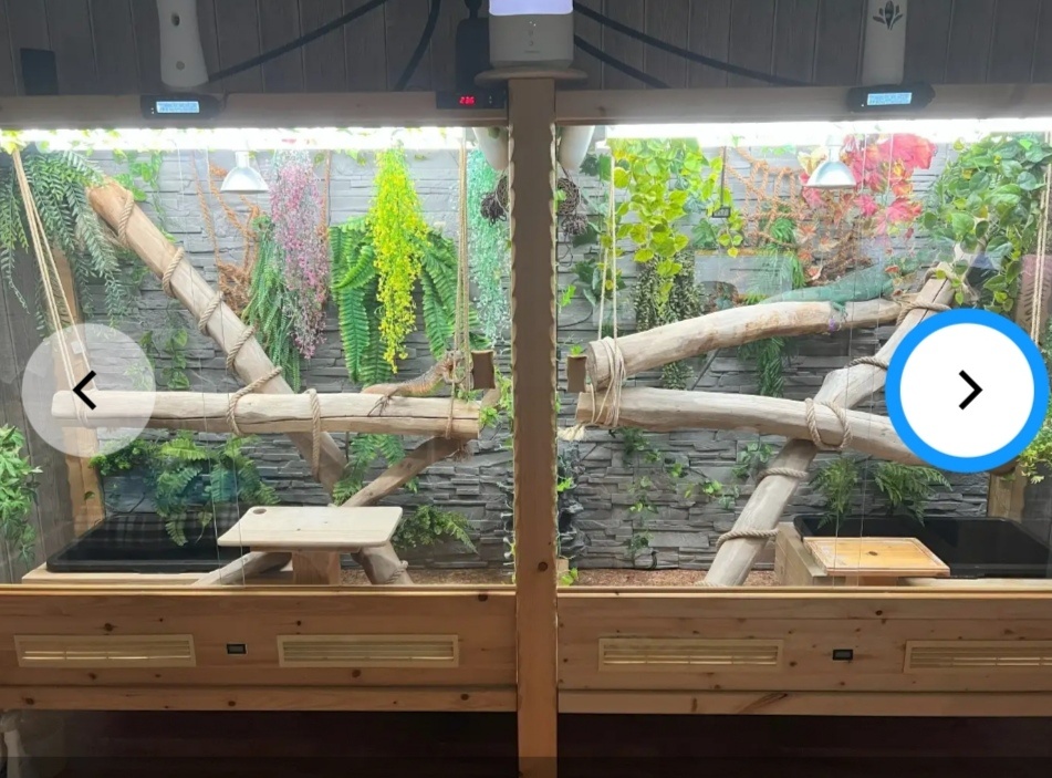 1,2 leguán zelený - 2