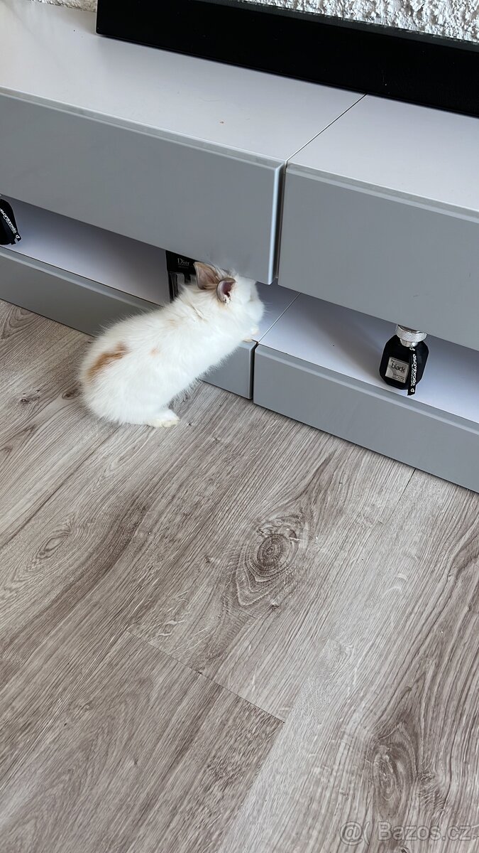 Prodám zakrslého králíka samce - 2