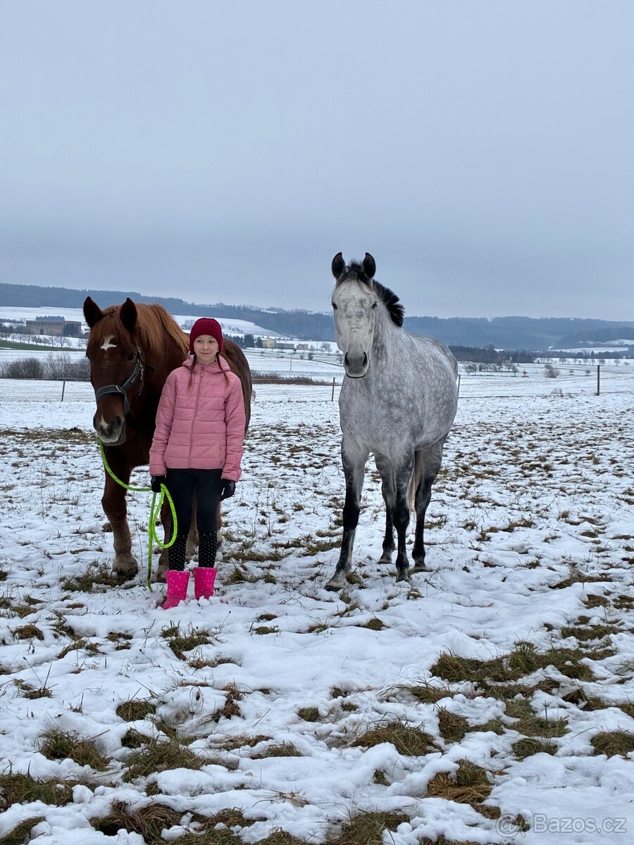 Prodám A1/1 valacha - 2