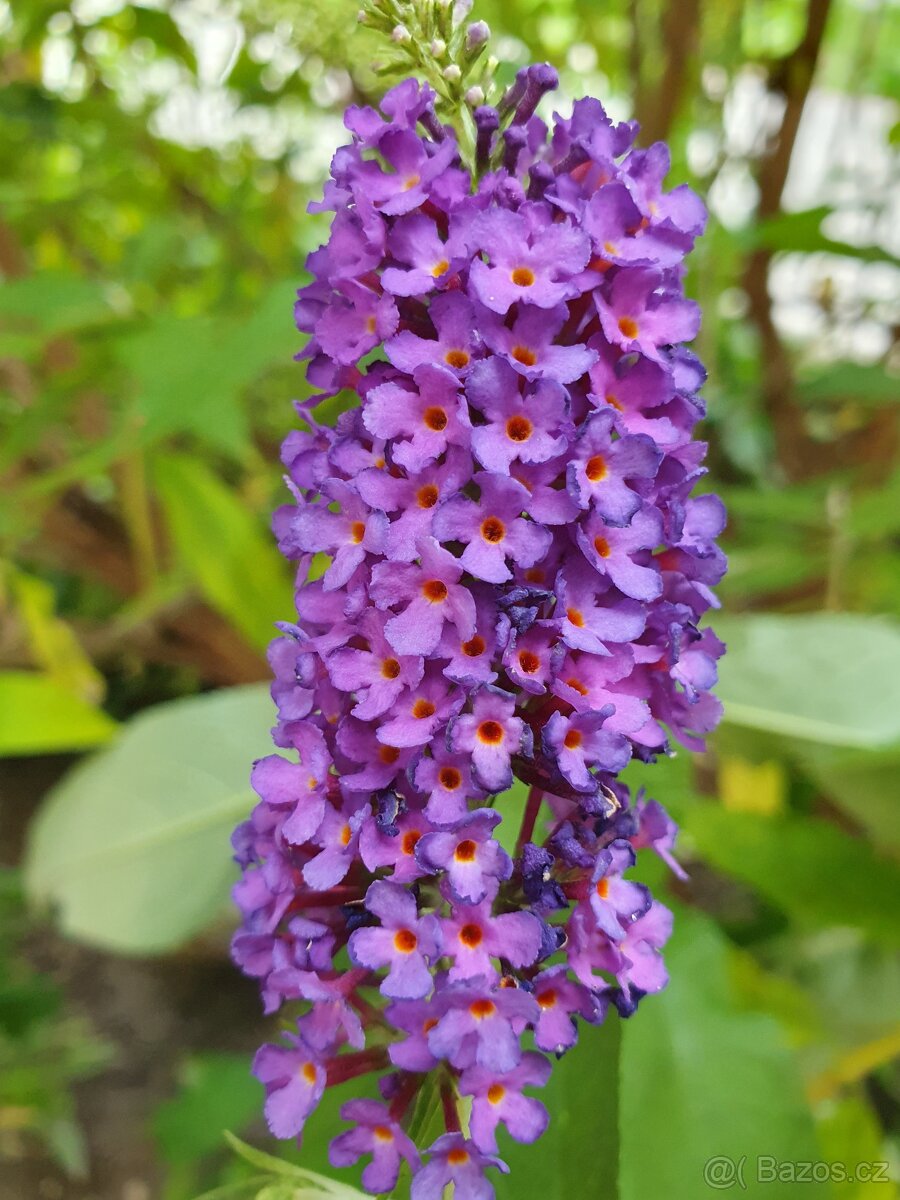 Motýlí keř, Komule Davidova 150cm - 2