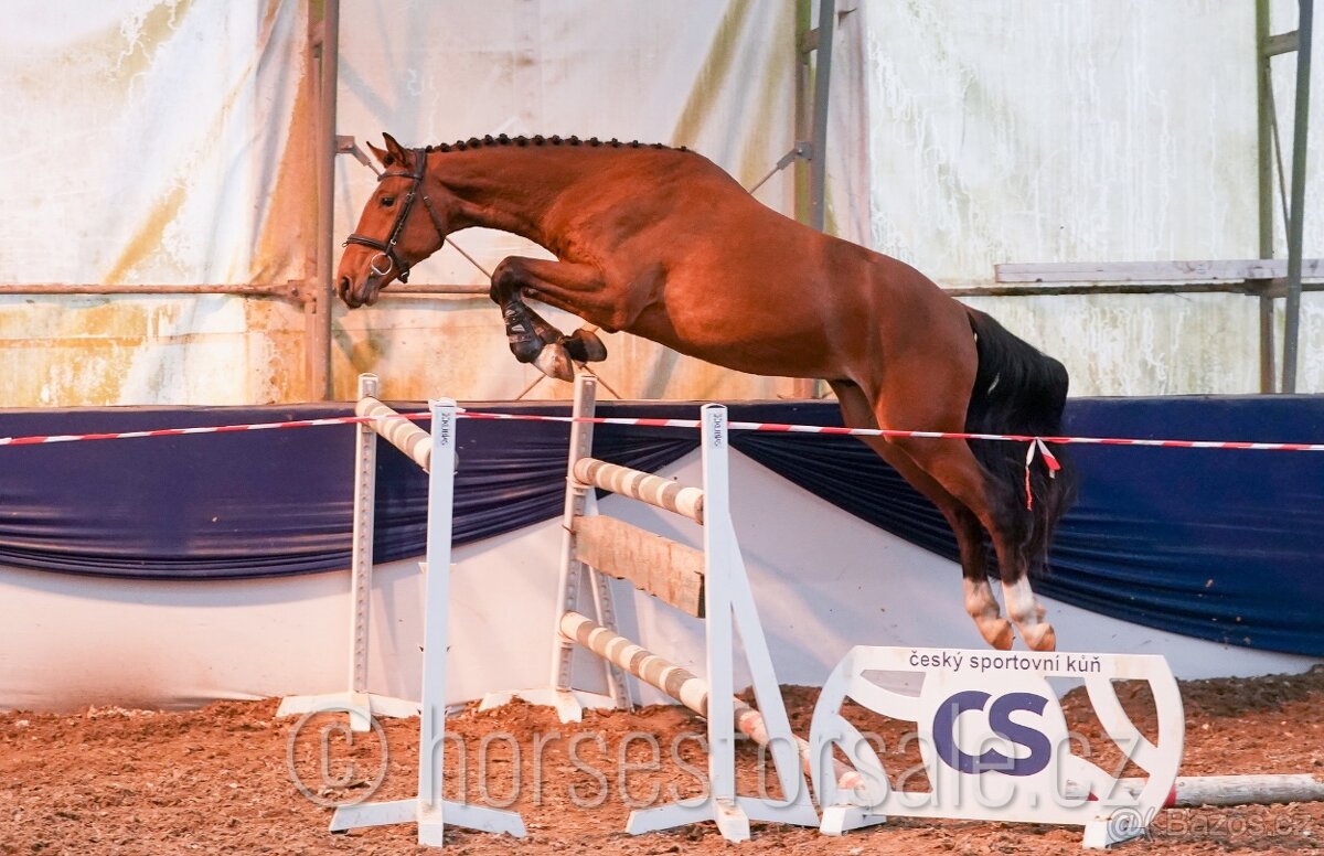 nadějný valach do parkuru, Conquistador x Diarado - 2