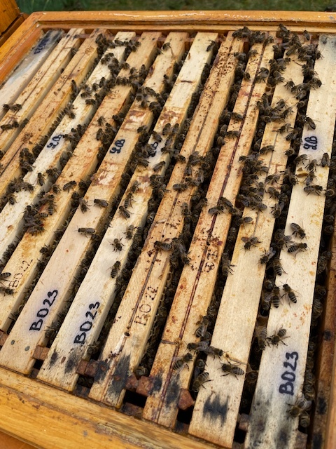 Silná vyzimovaná včelstva - 2