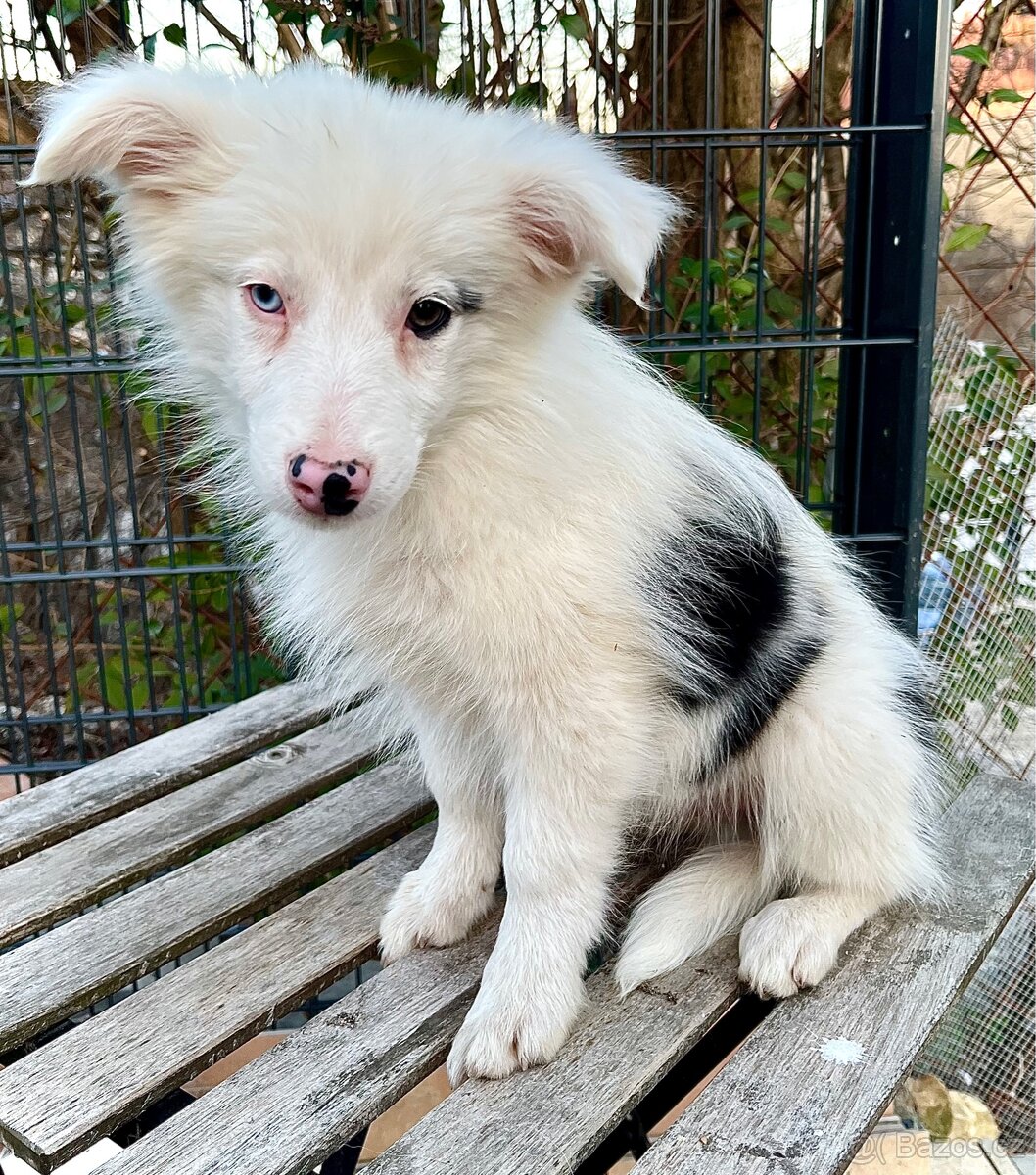 Šteniatko - border kólia - 2