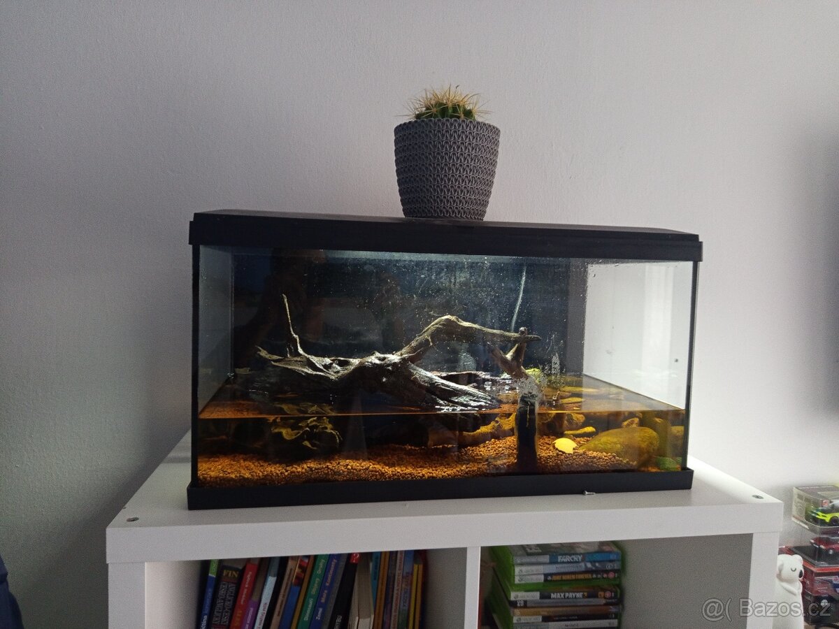 Krab suchozemský - 2