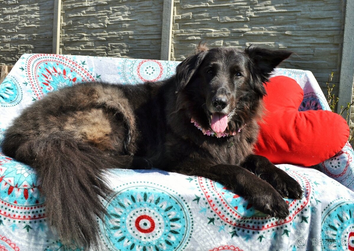 MIA - 35 kg, kastrovaná fenečka 10 let - 2