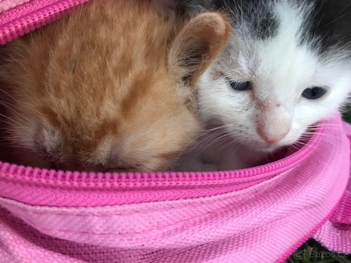 Koťata 6 týdnů - 2