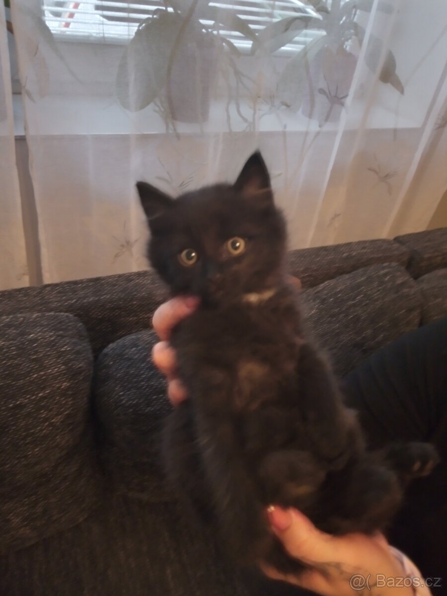 Daruji koťátka - 2