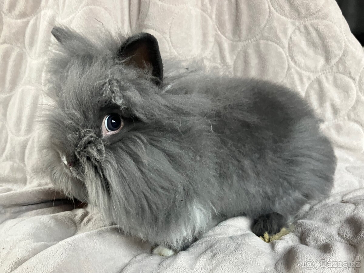 Zakrslý králík Teddy, lvíček i krátkosrstý - 2