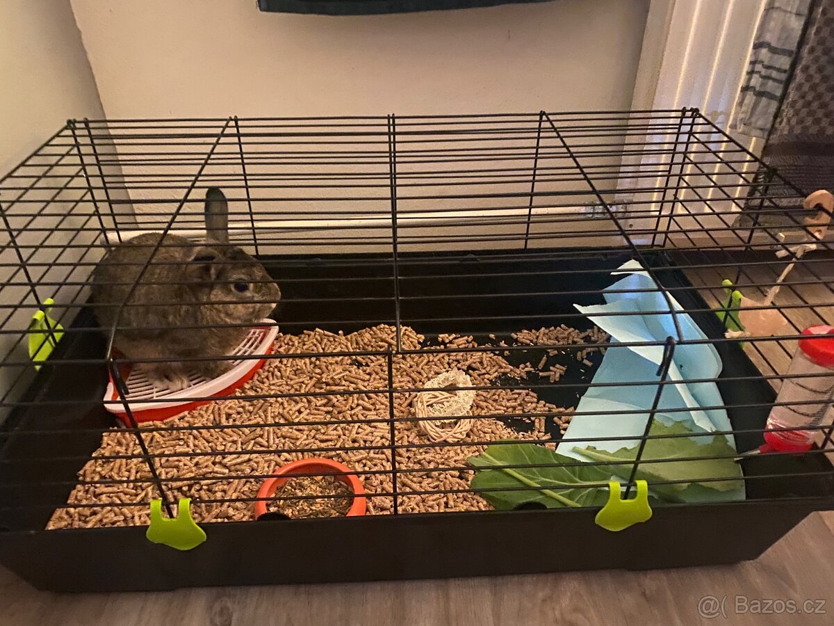 Zakrslý králík - 2