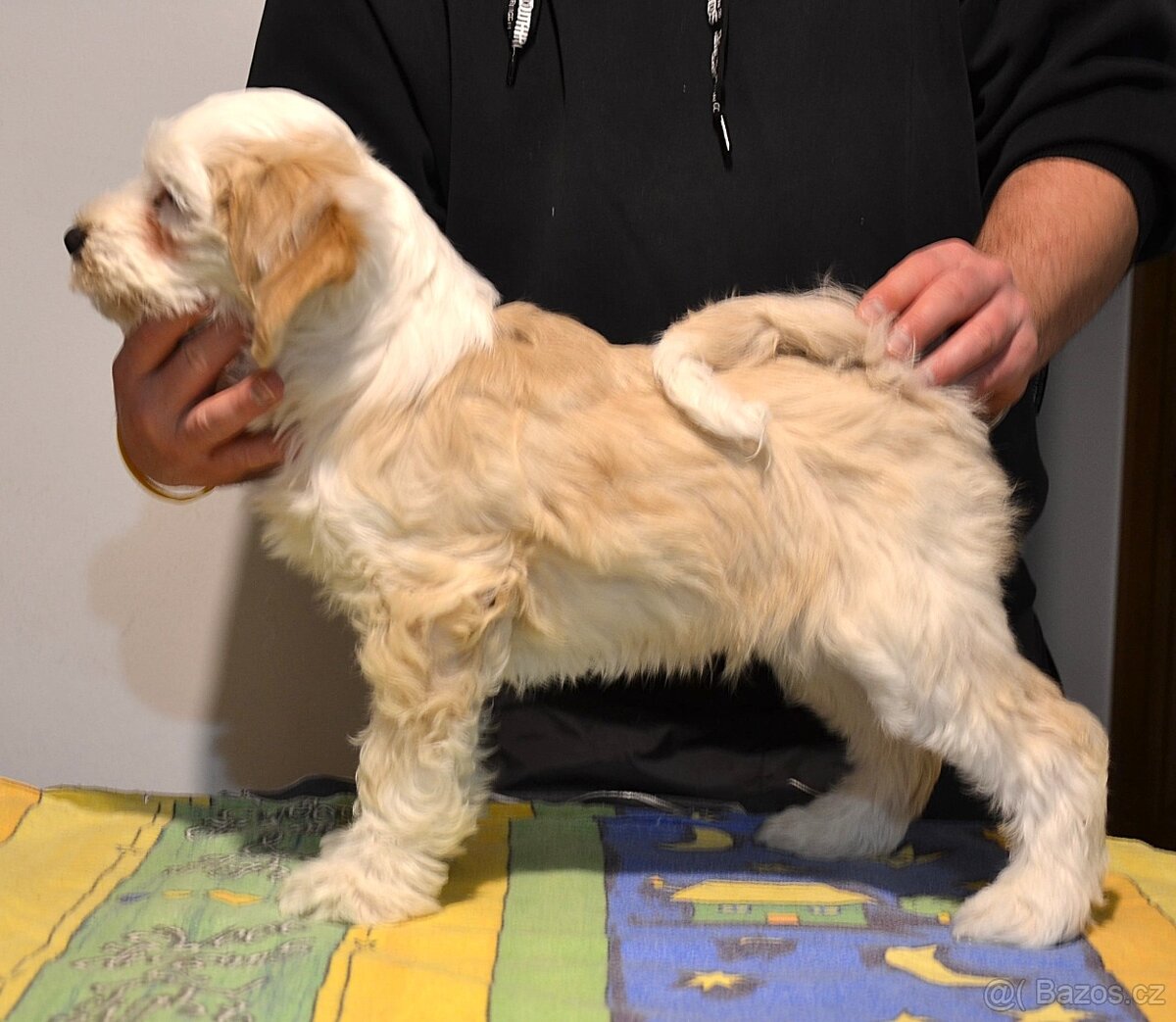 Tibetský teriér - 2