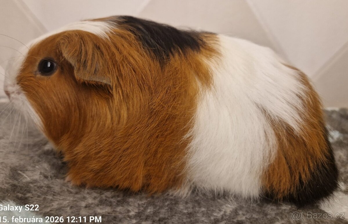 Morčatá s PP-samice - 2